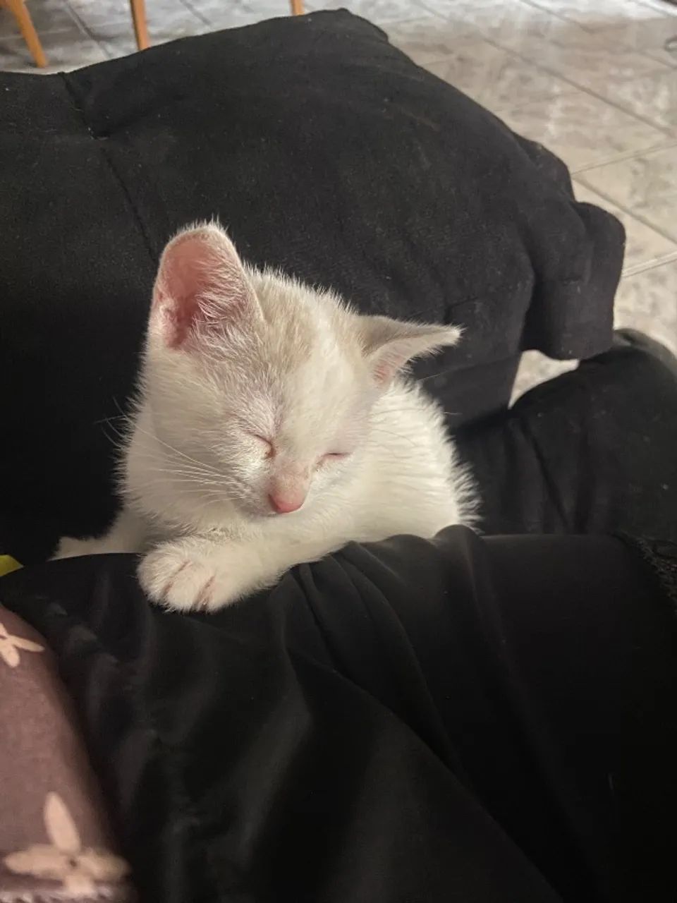 Gatinho para doação  - Foto 3