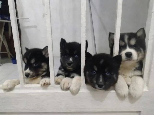 Husky Siberiano com Pedigree - Foto 3