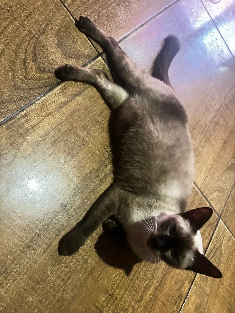 Doação de gato macho castrado - Foto 2
