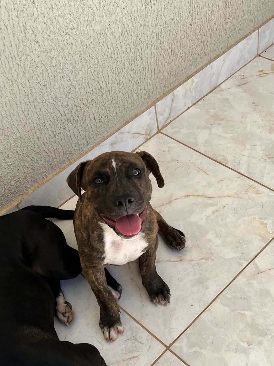 Doação pitbull  - Foto 2