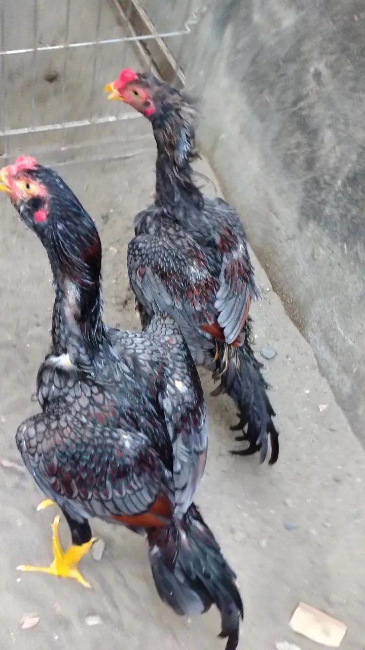 Frangos Mura com 6 meses de idade valor unitário r$ 300 - Foto 5