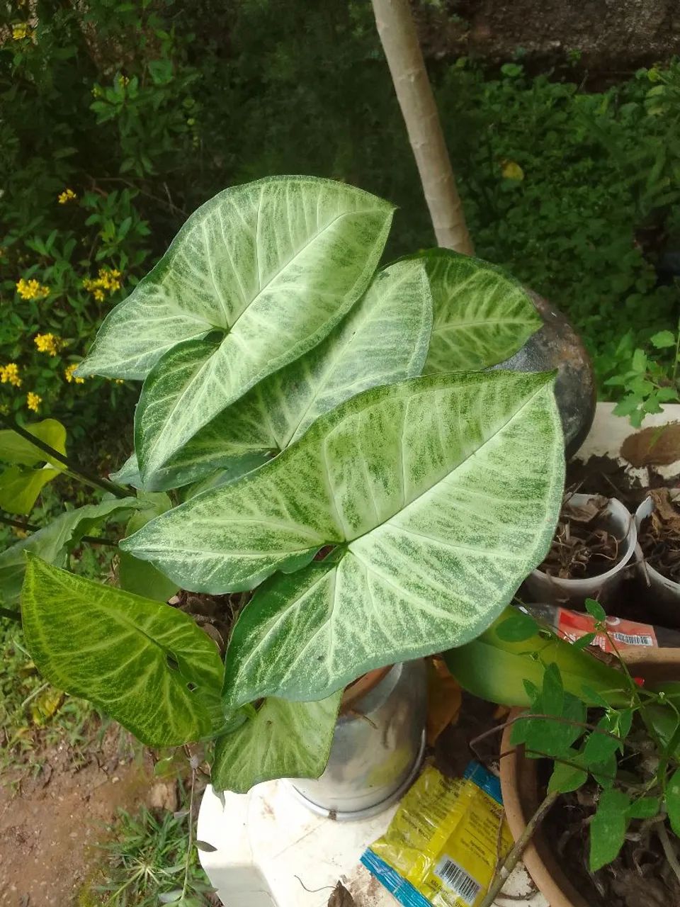 Planta 