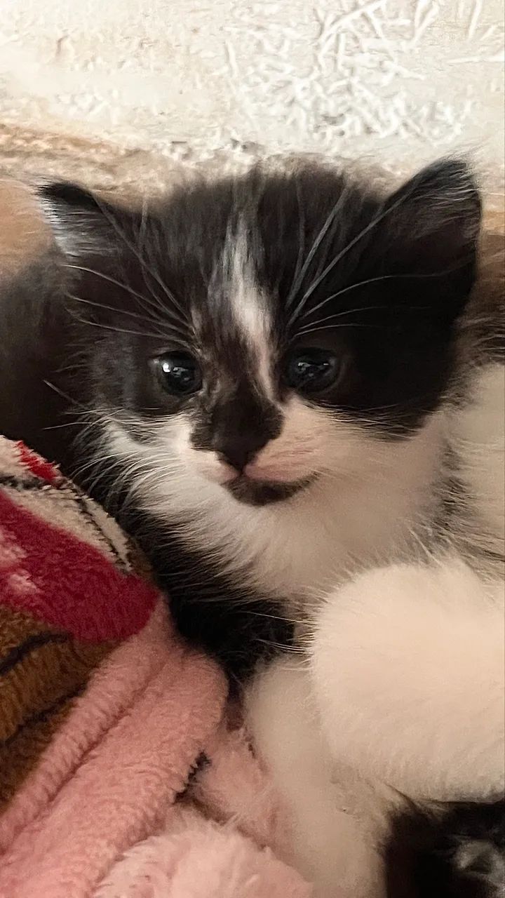 Doação de gatinhos filhotes  - Foto 5