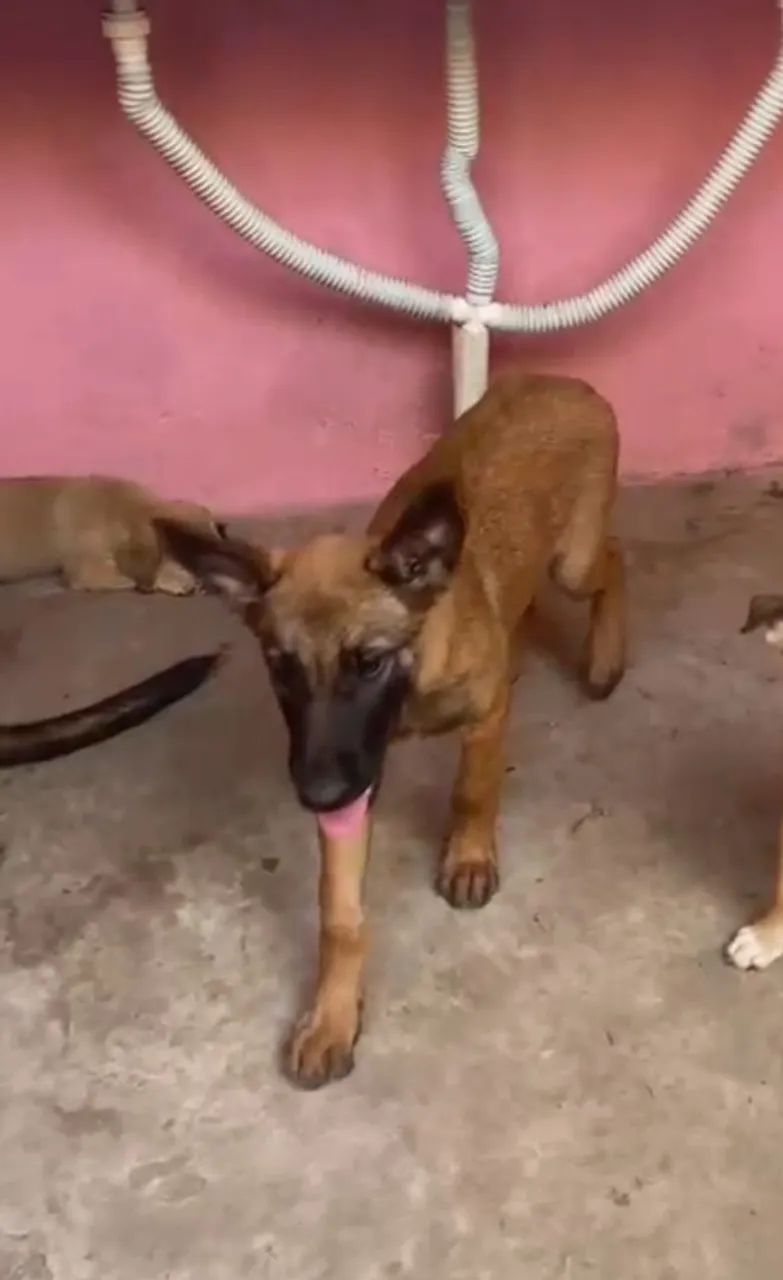 Pastor belga malinois  - Foto 3