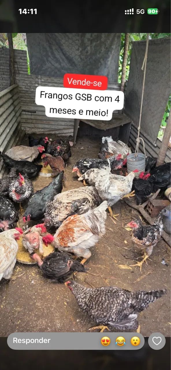 Frango Gav
