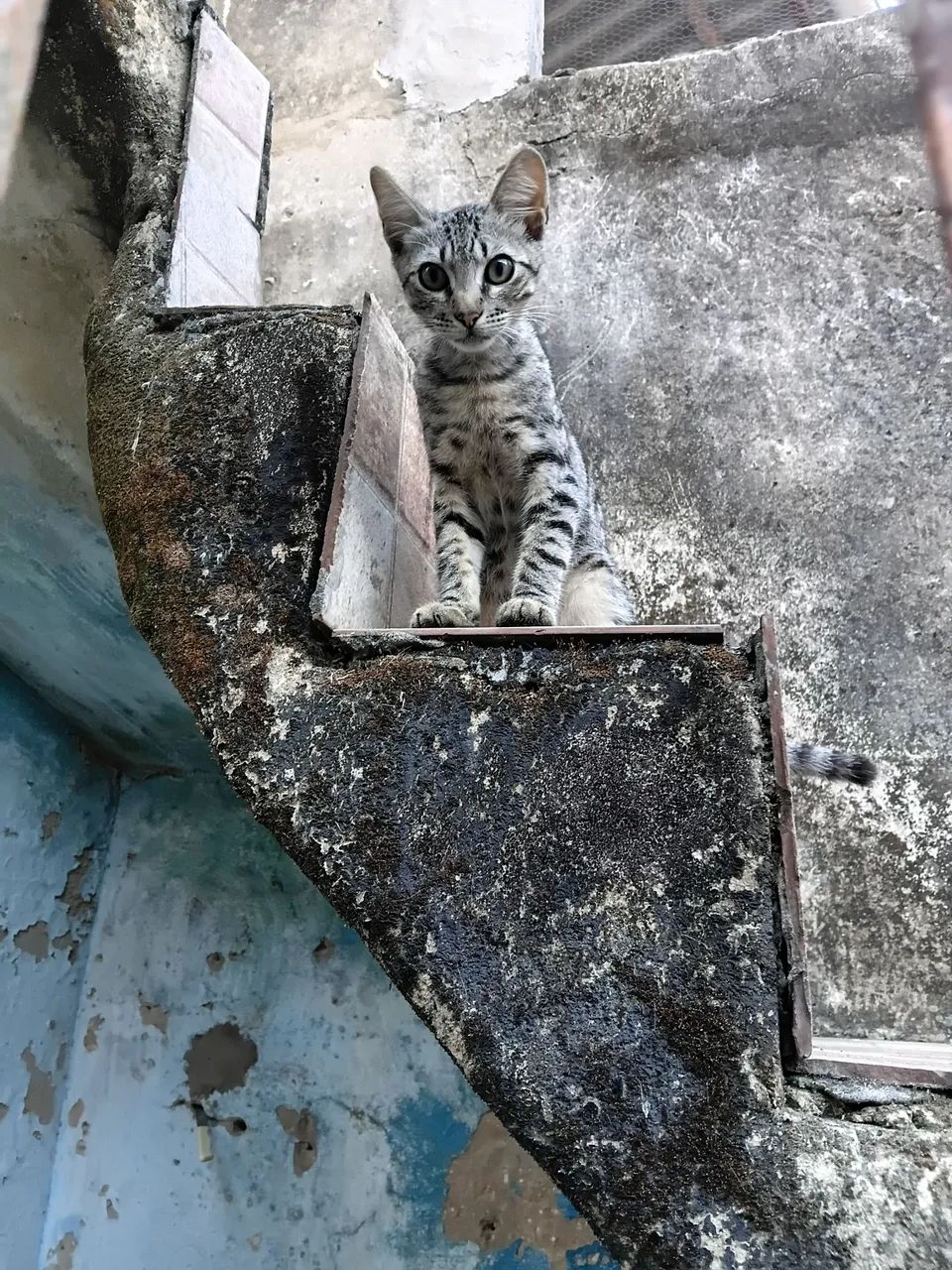 Adota aí uma fêmea castrada e dois machos  - Foto 2