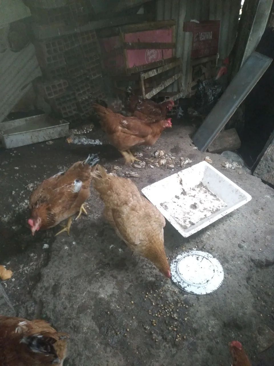 Vendo 6 galinhas capoeira  - Foto 2