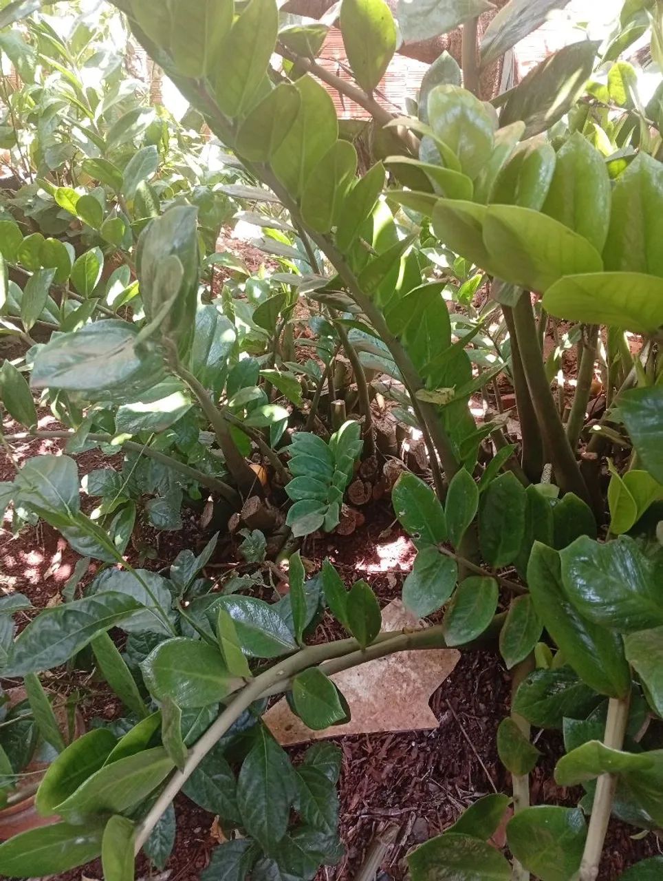 zamioculca 