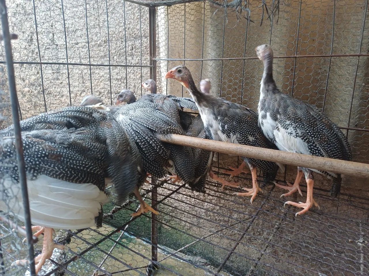 Galinha da Angola  - Foto 3