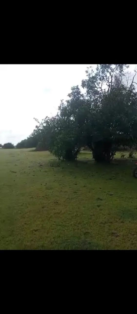 Vendo 90 Hectares de terra. - Foto 2
