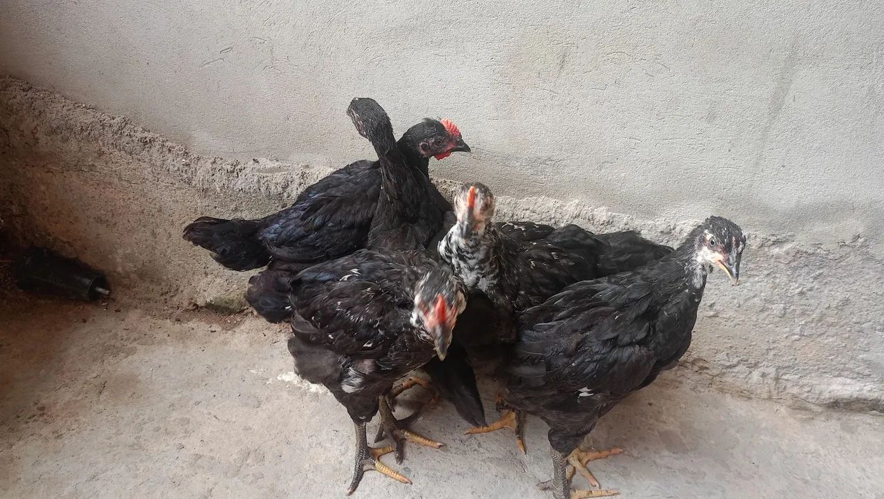 Pintos GSB  - Foto 4