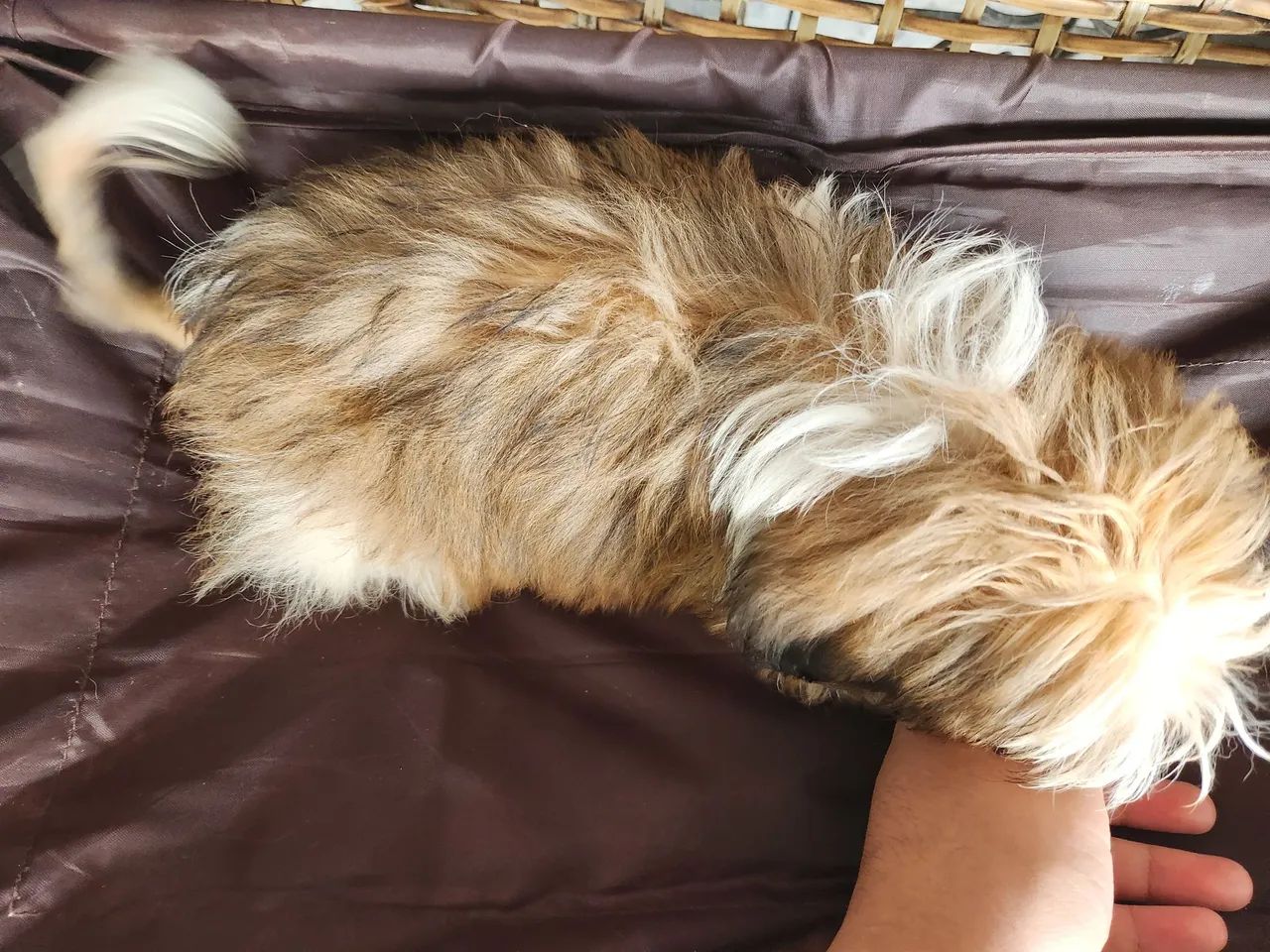 Cachorro Shih-tzu Macho ?  - Foto 2