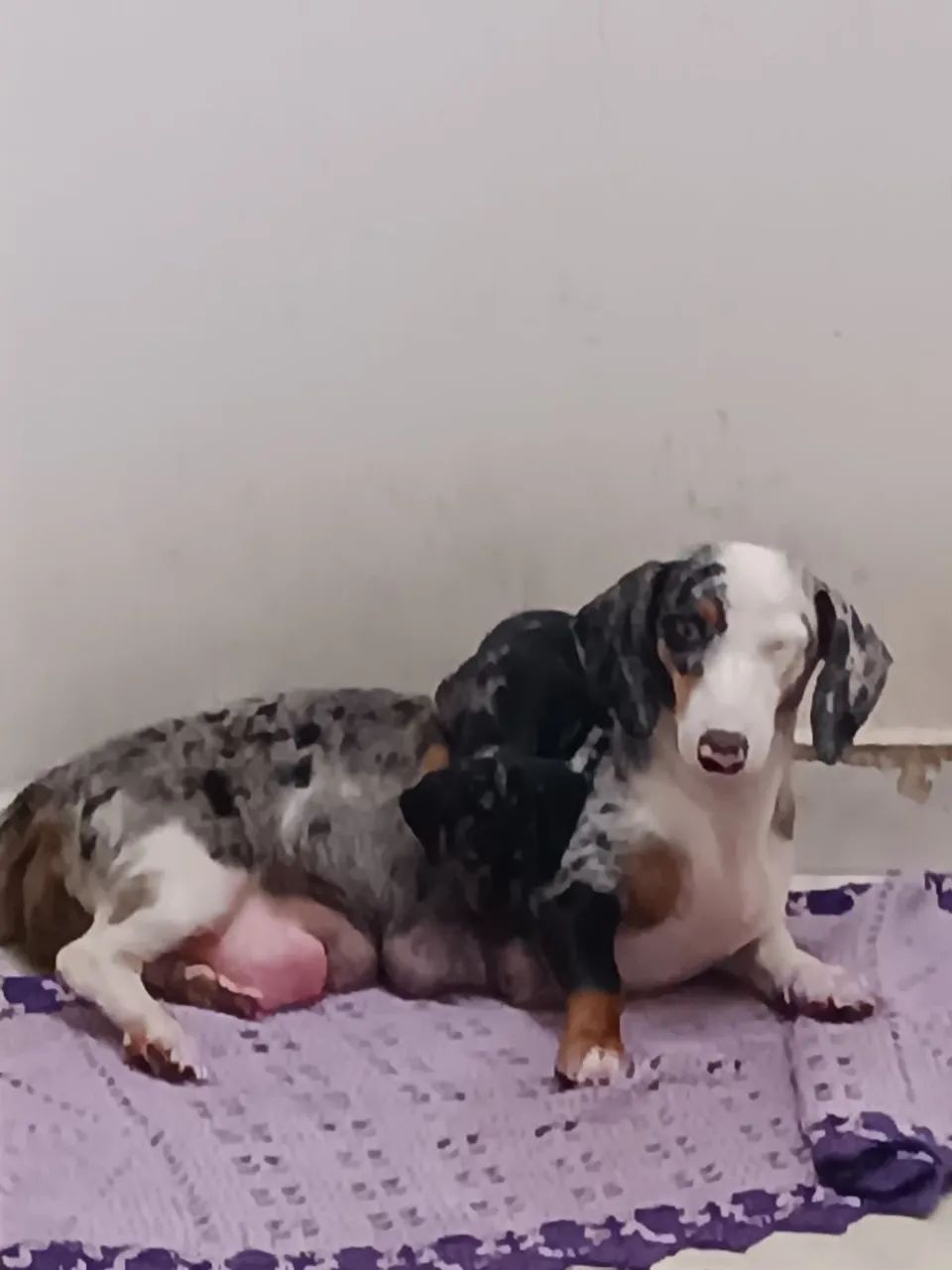 Filhotes Dachshund - Foto 3