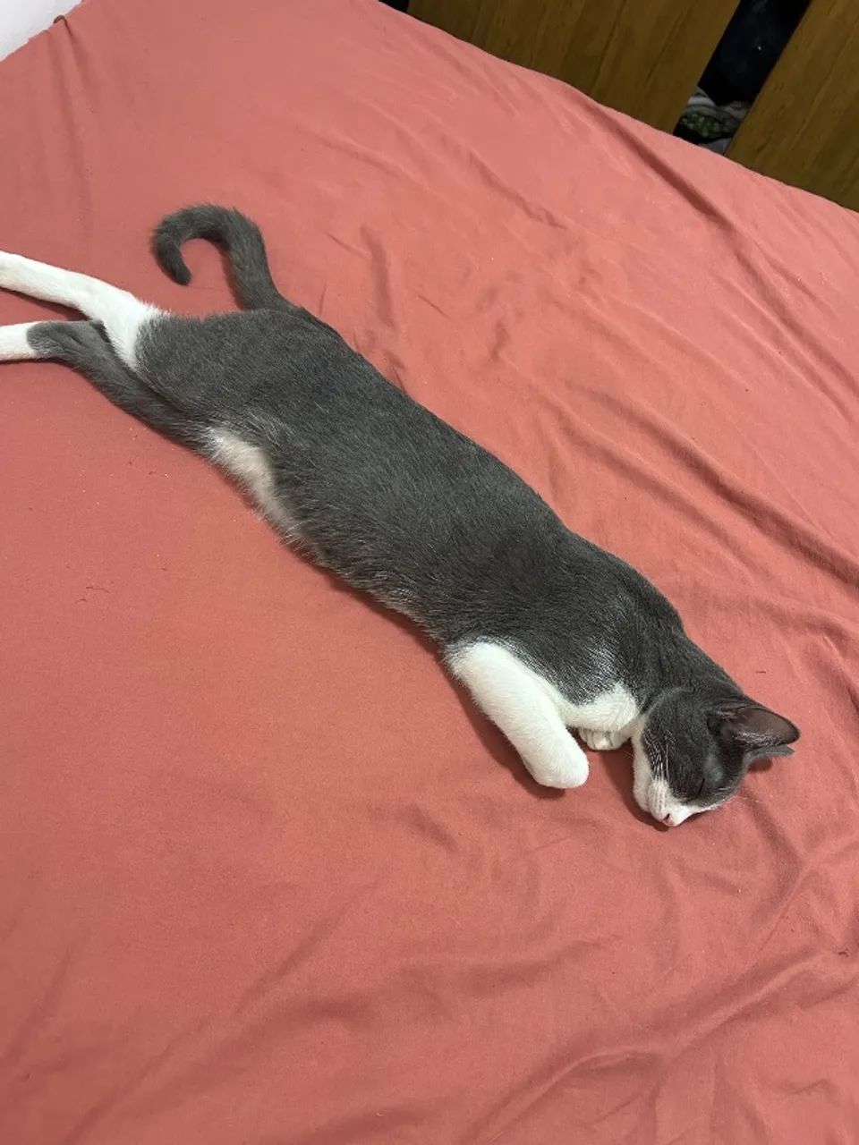 Doação gatinhas irmãs - Foto 4