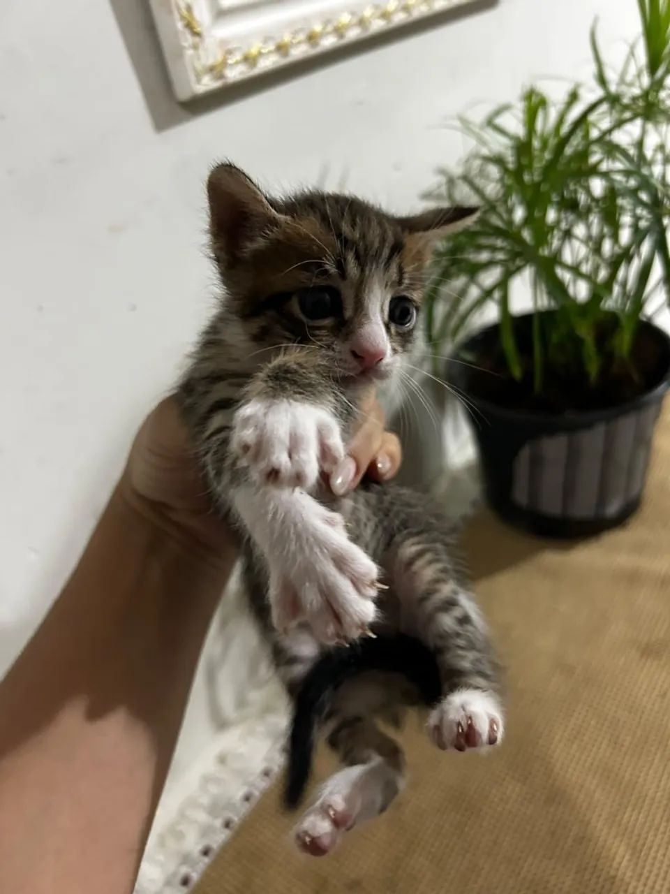 Gatos