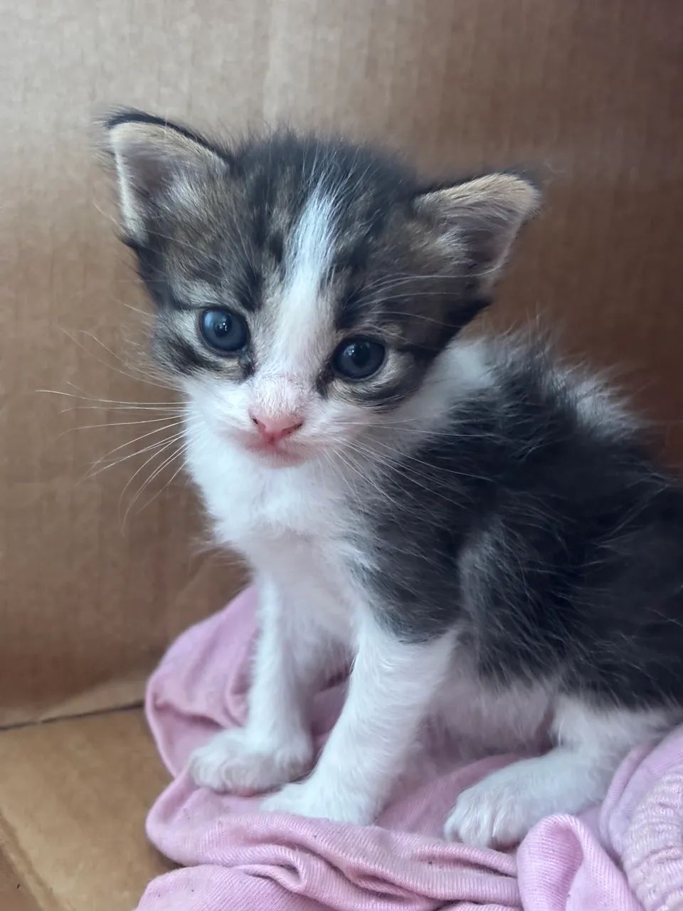 Gatinhos lindos