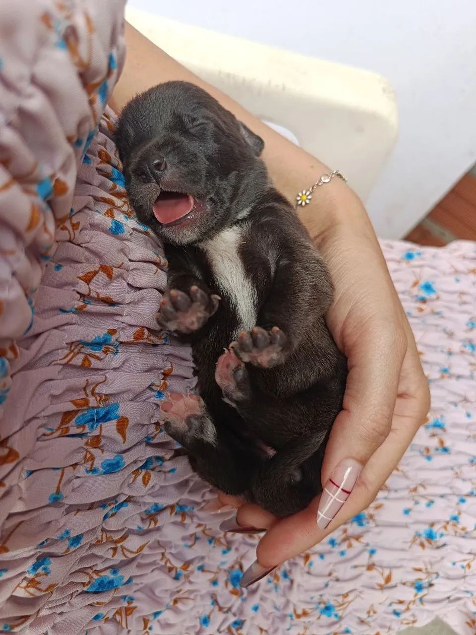 Doação NAO É DE RAÇA.!!! - Foto 4