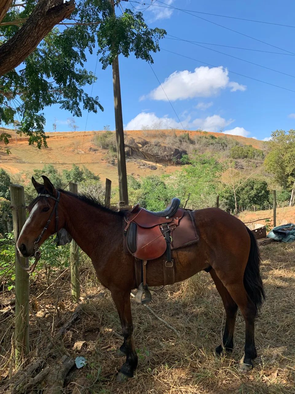 Cavalo marcha picada - Foto 4