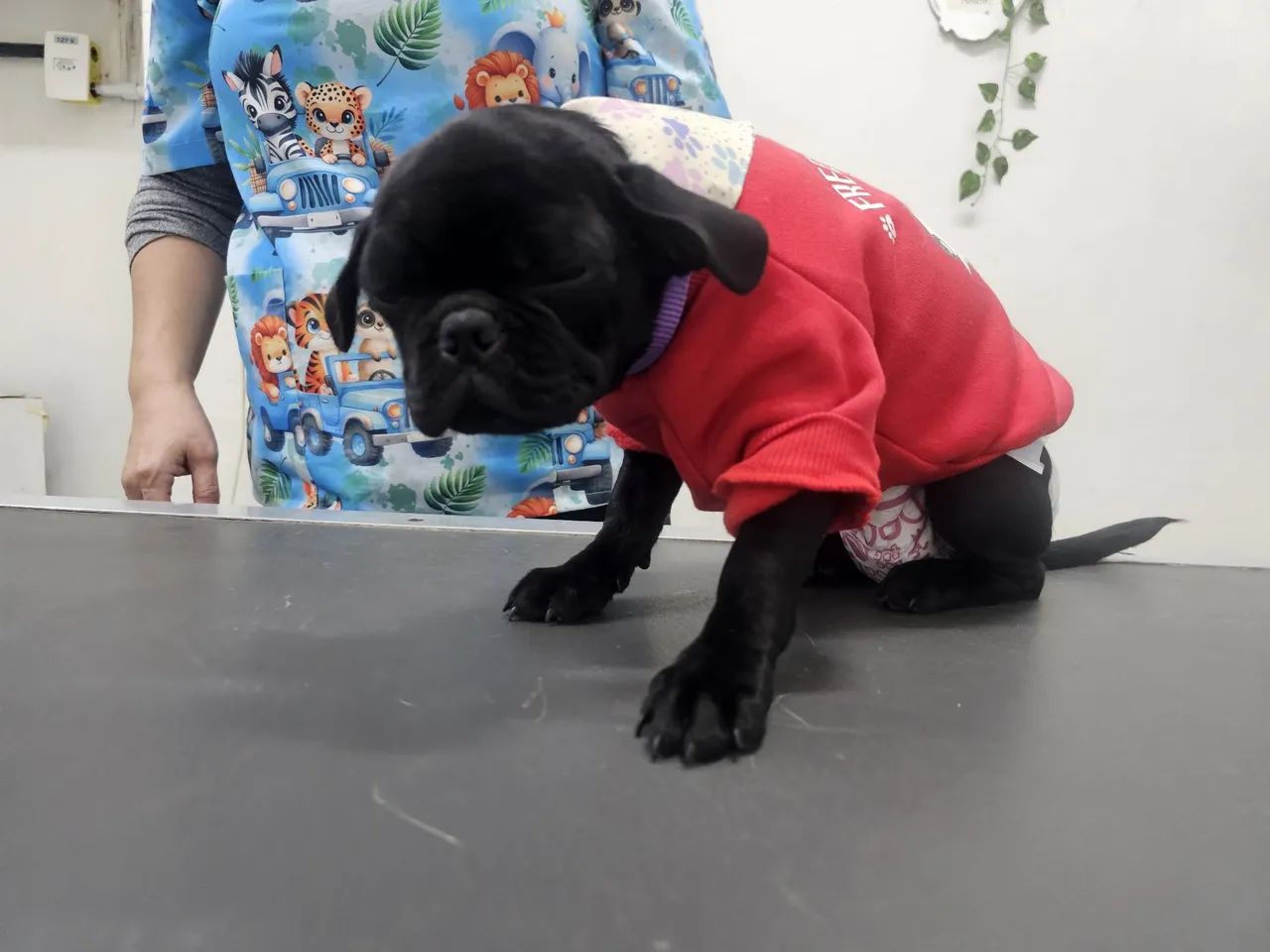 Cachorro 