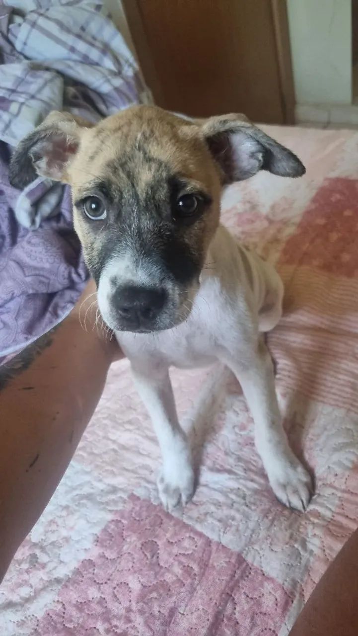 Doação responsável  - Foto 2