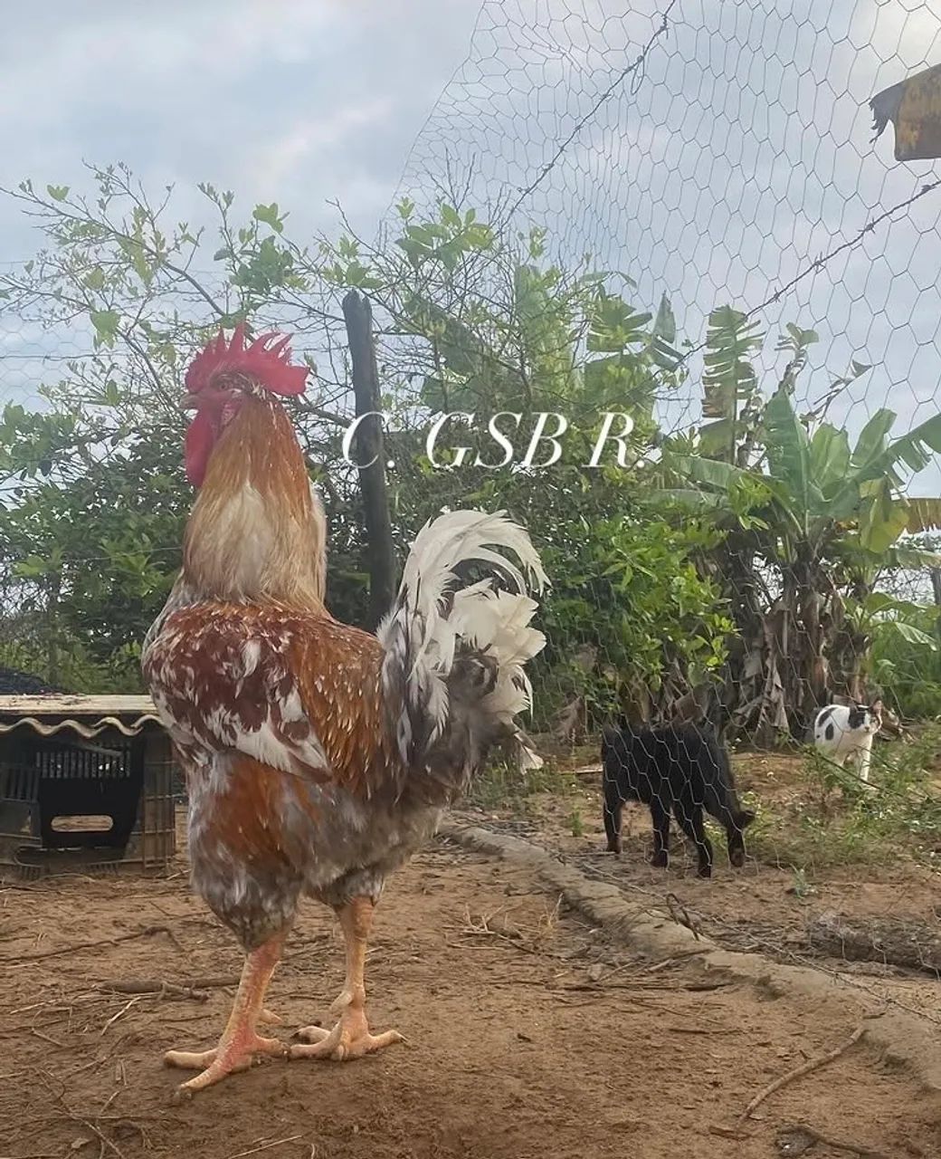 Galinha GSB sertaneja  balão 