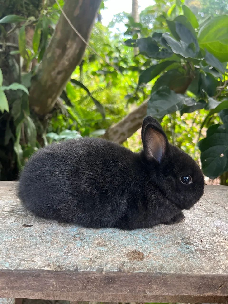 Mini coelho Netherland Padrão Pet  - Foto 2