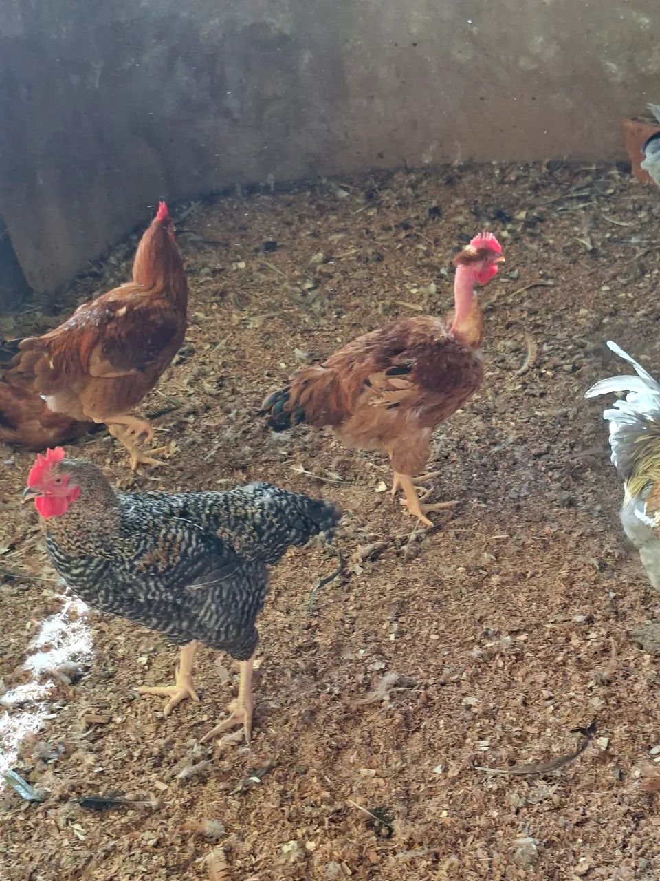 FRANGO CAIPIRA  - Foto 2
