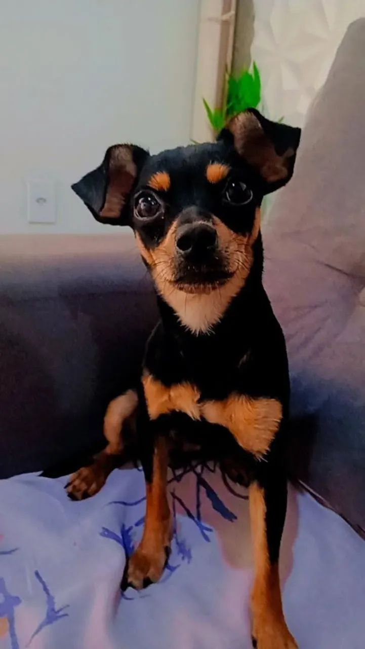 Vendo pinscher 250,00 - Foto 2