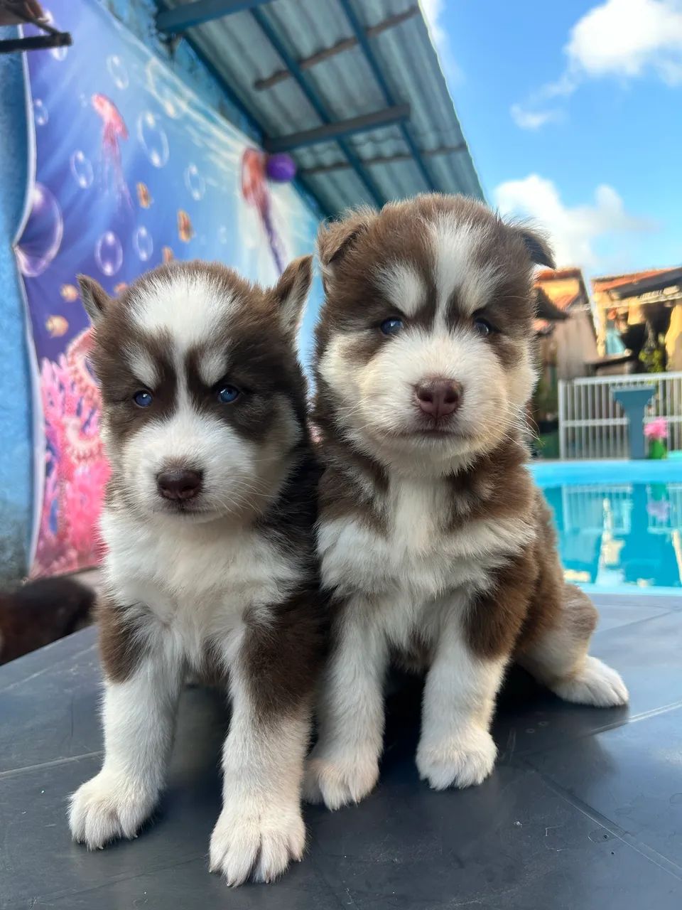 Husky Siberiano  - Foto 2