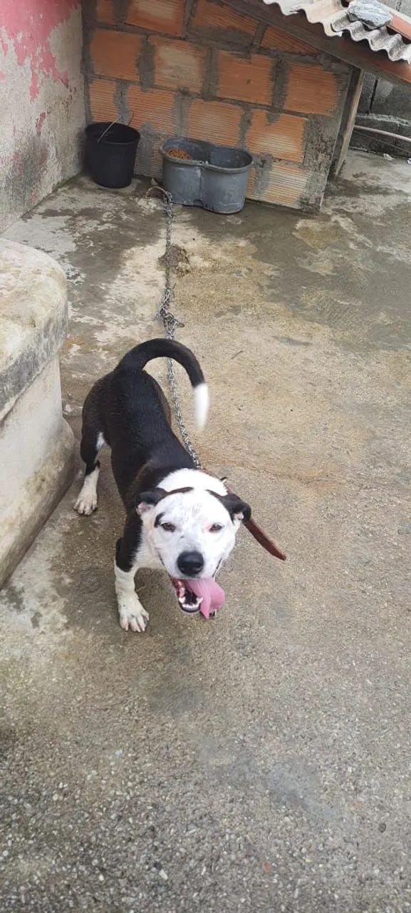 Cachorro para doação  - Foto 4