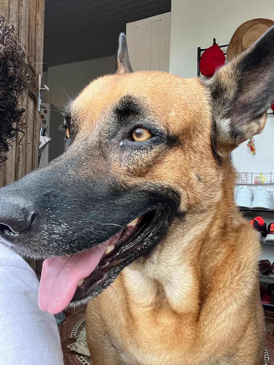 Passeio com cachorro babá