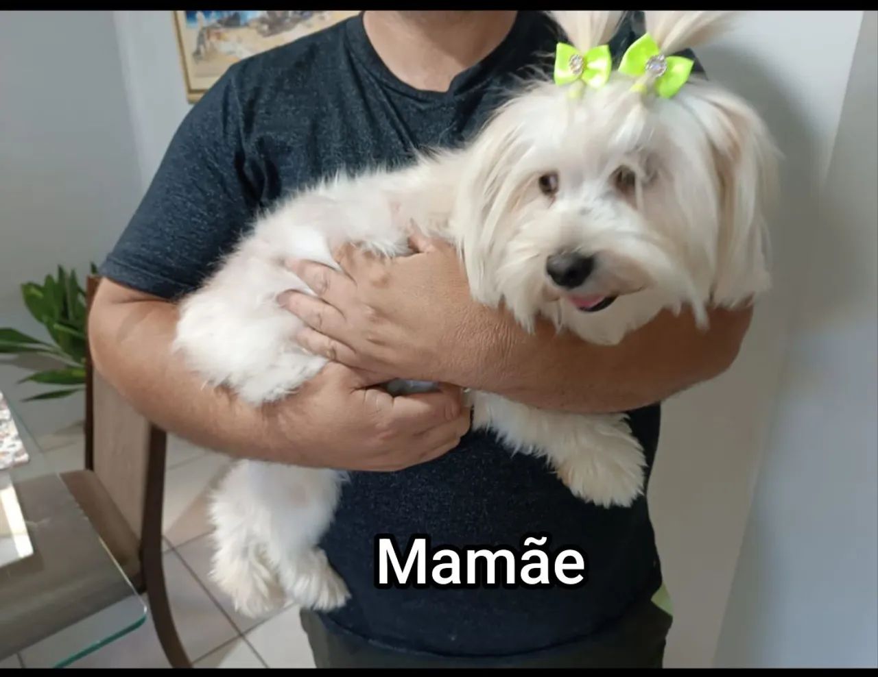 Filhotes de maltês  - Foto 3