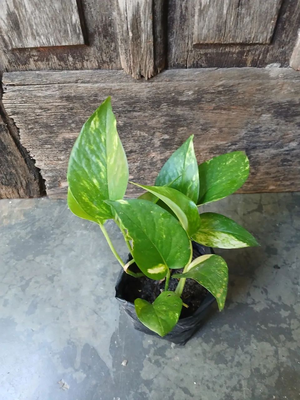 MUDA DE JIBOIA