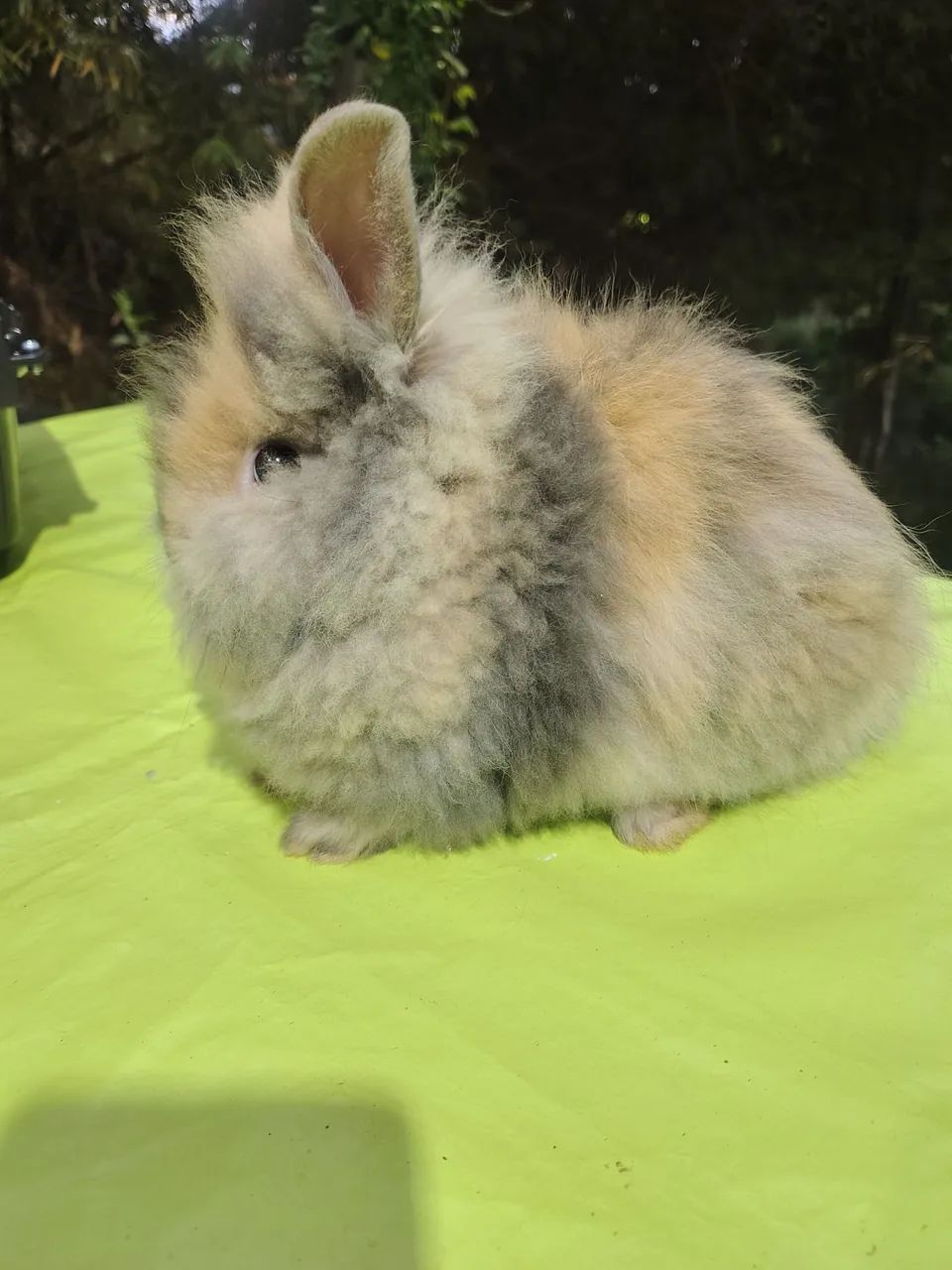 Coelhos 