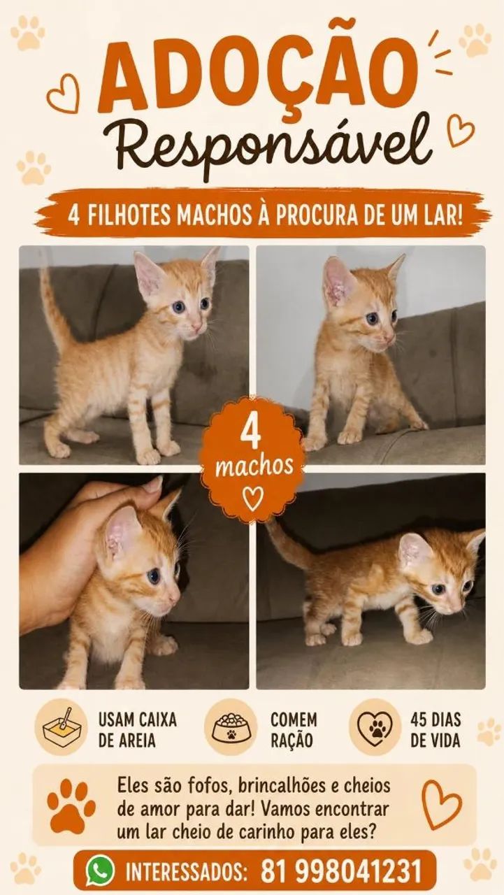 Doa-se filhotes de gato.