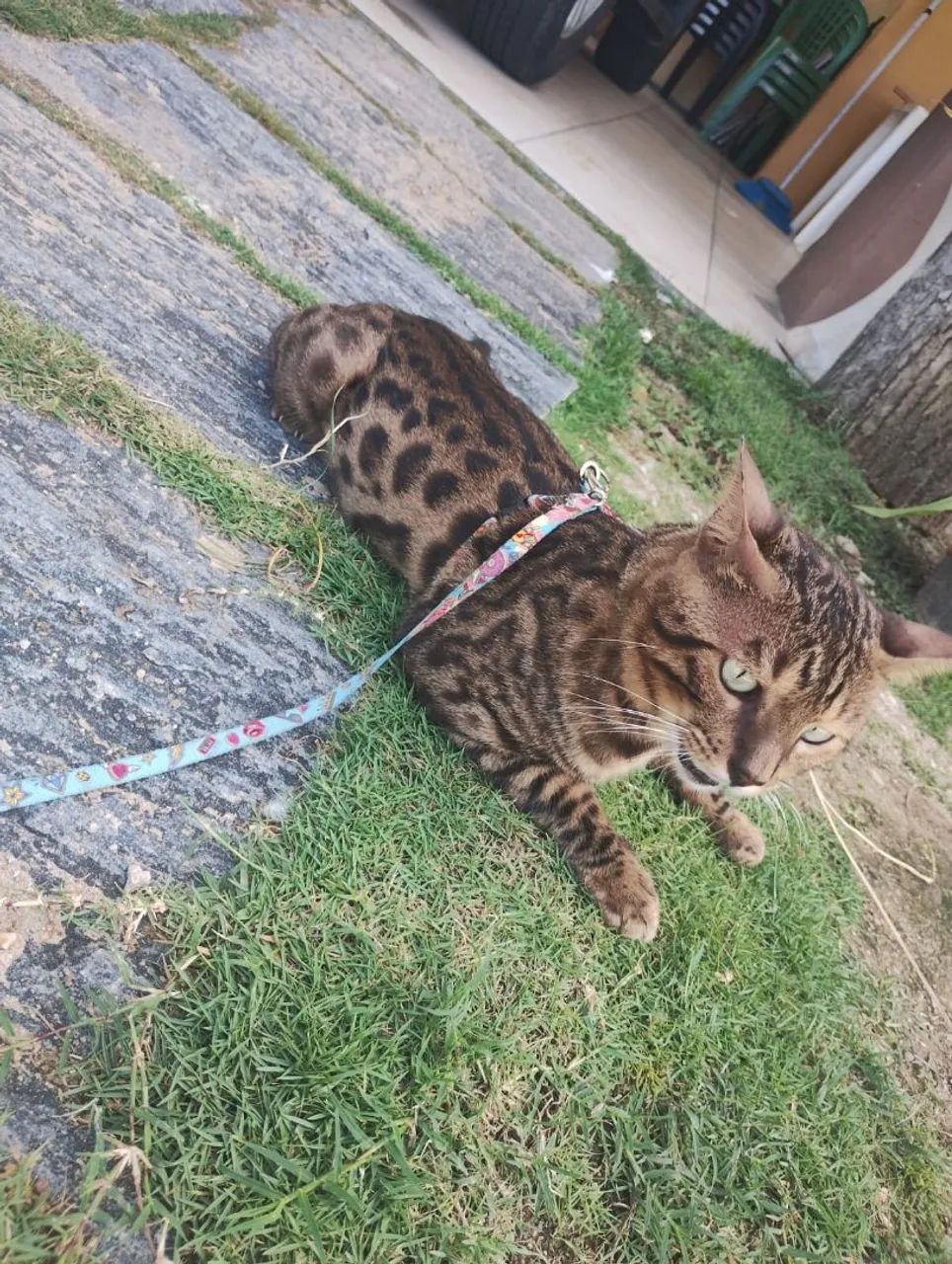 Bengal com pedigree  - Foto 3