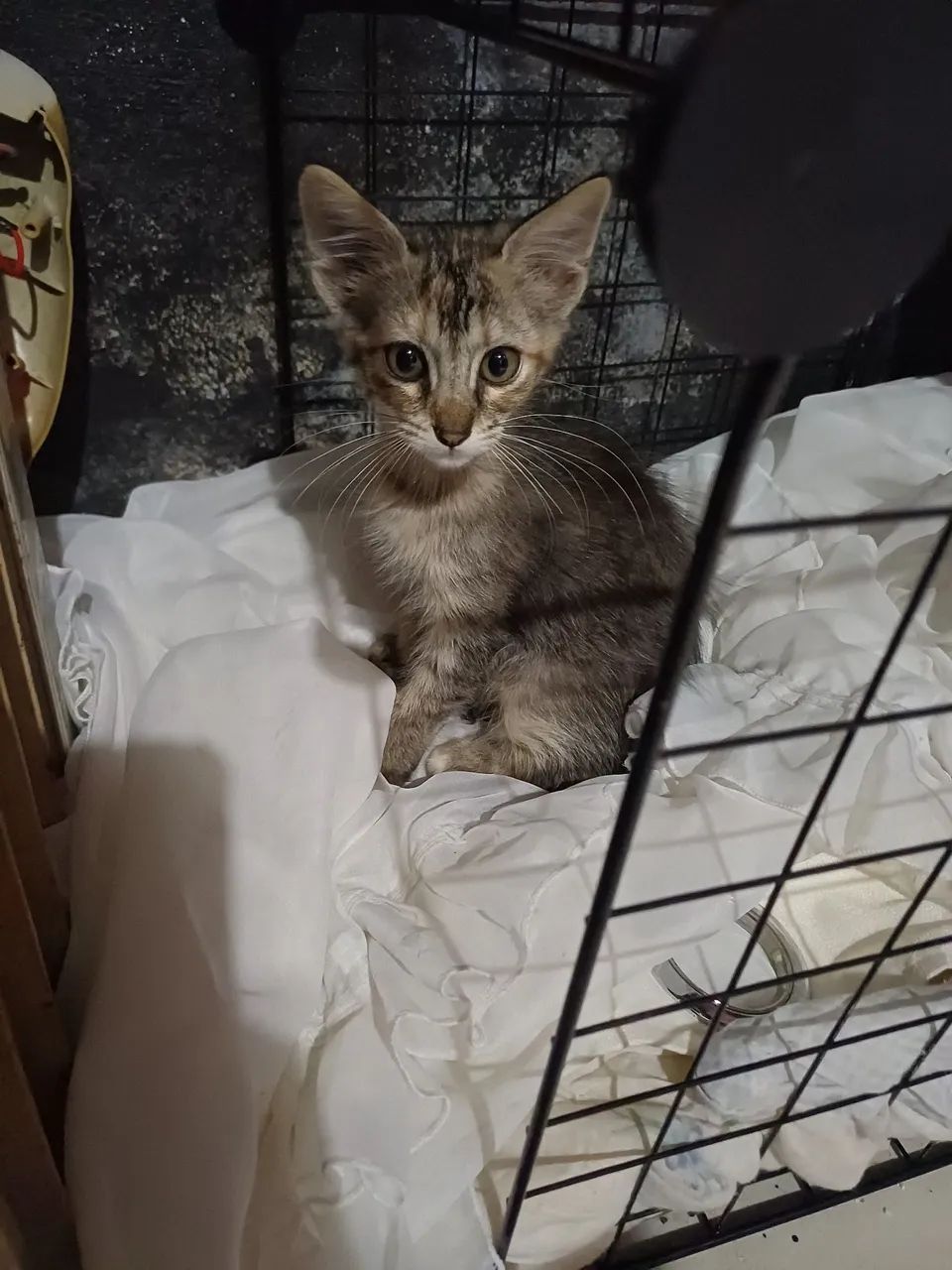 Doa-se gatinhos  - Foto 4