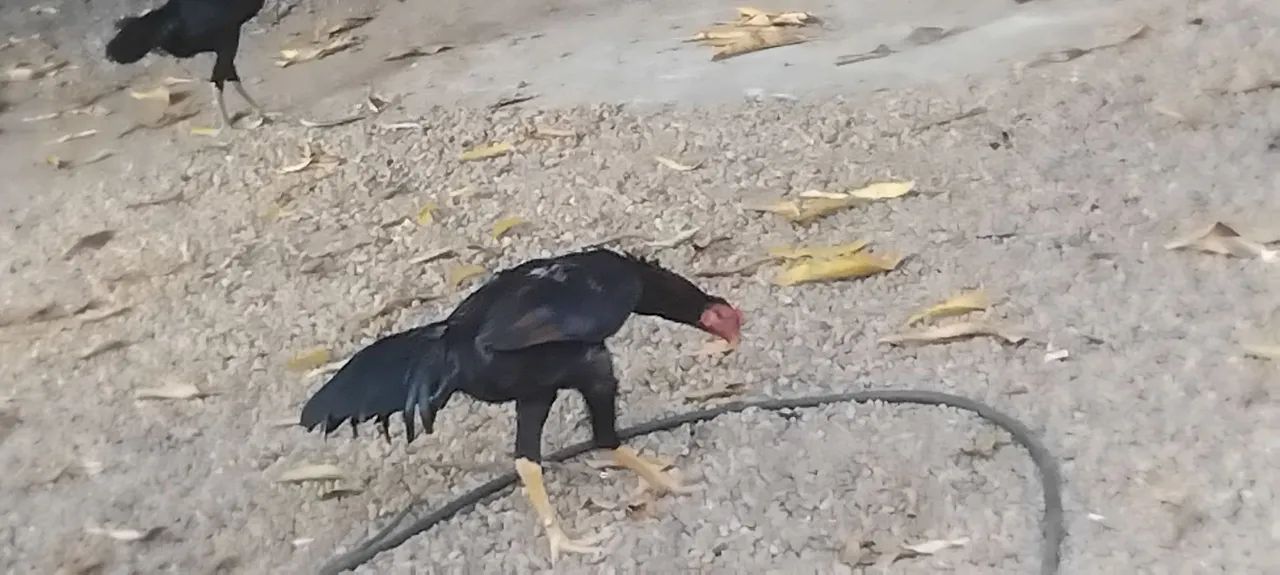 Vendo 4 galinhas e 2 galos da raça índio/carioca - Foto 3