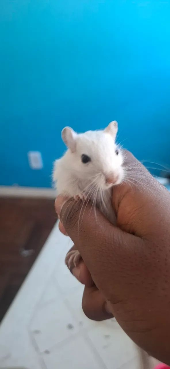 Gerbil( esquilo da magolia) - Foto 2