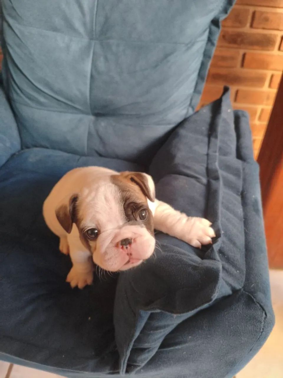 Bulldog francês  - Foto 3