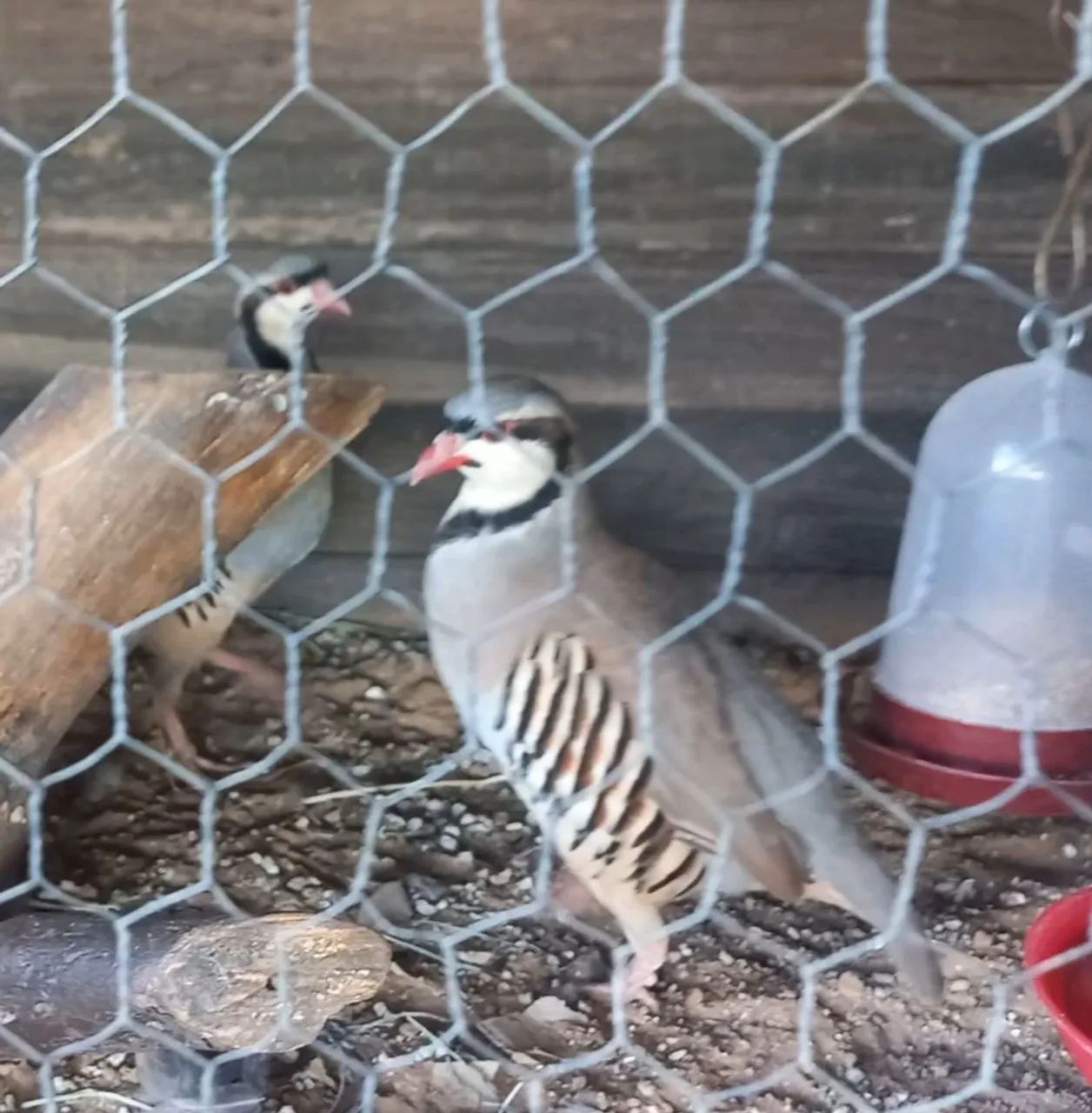 PERDIZ CHUKAR  - Foto 4