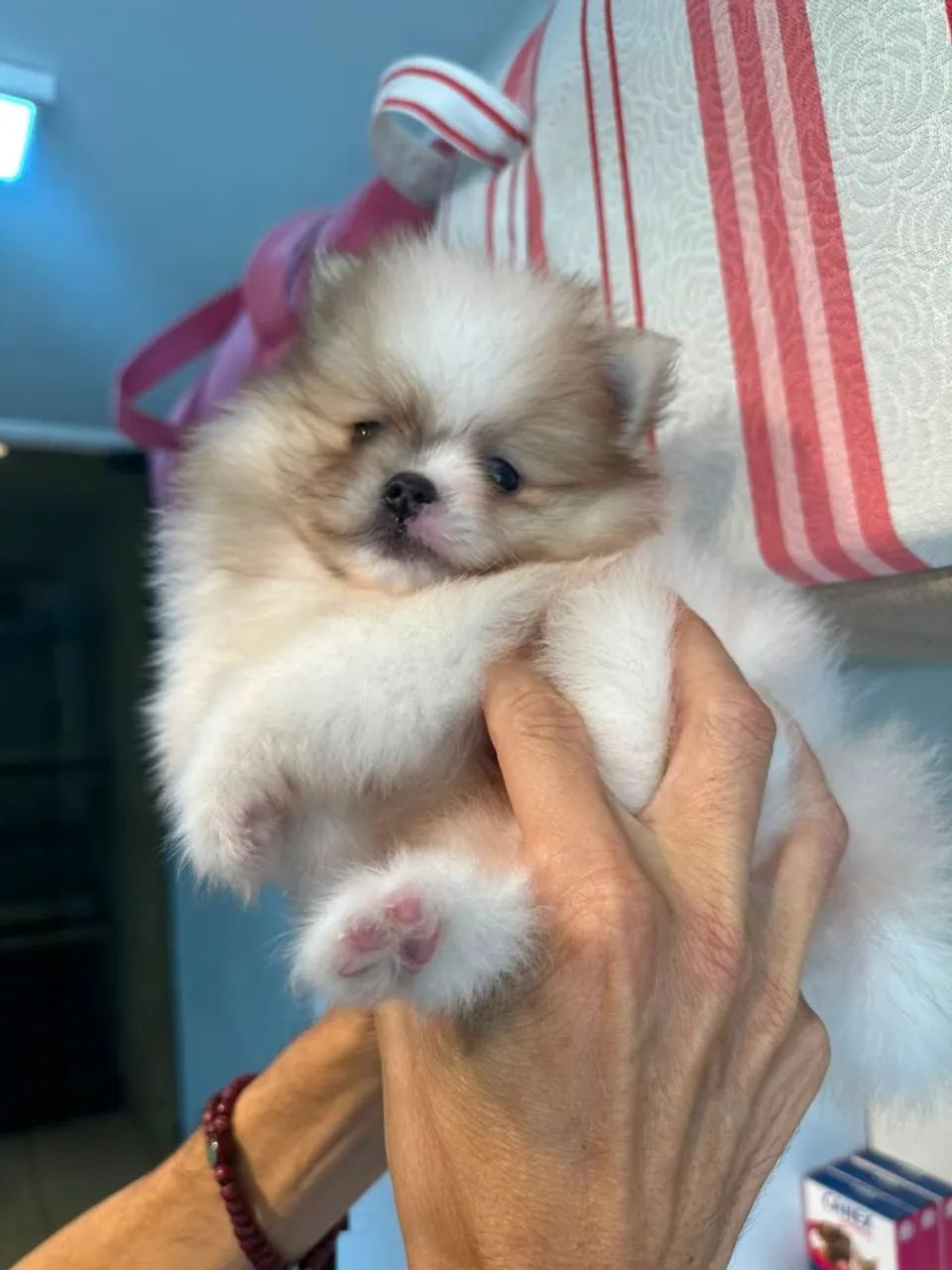 Encantador e lindo spitz macho - Foto 4