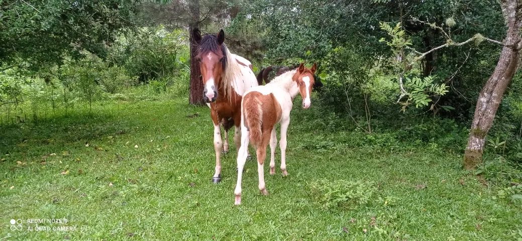 Égua pampa manga larga prenha. - Foto 4