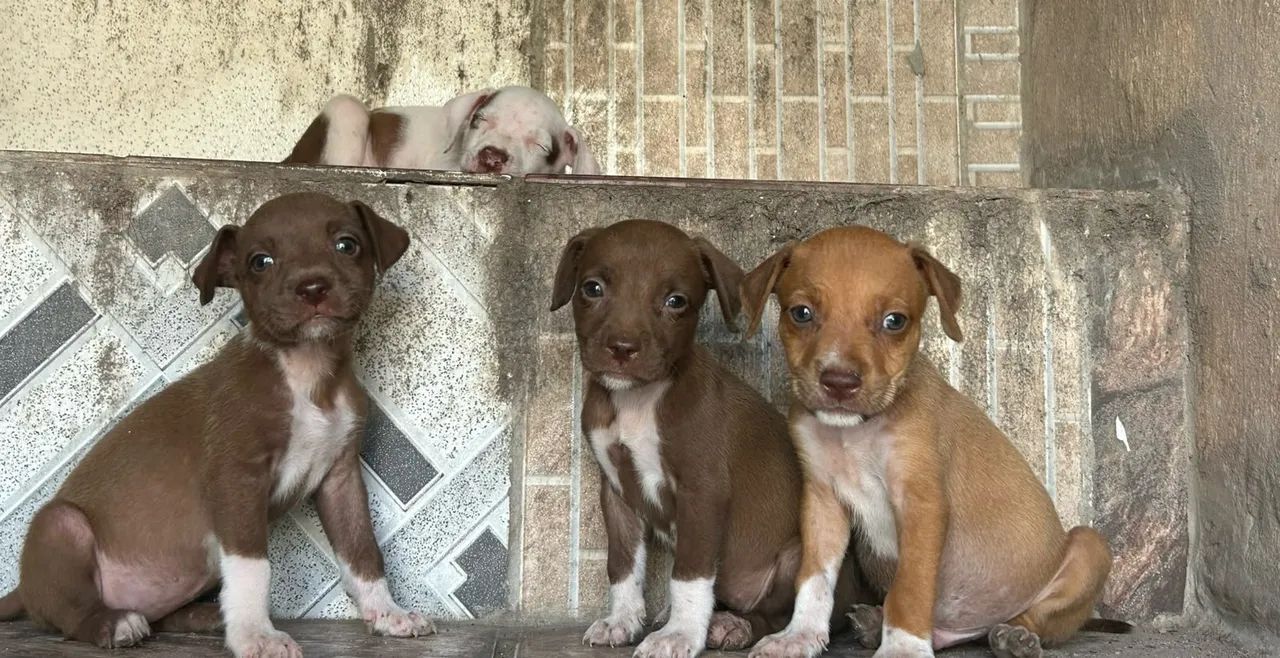 Filhotes de Pitbull - Foto 4