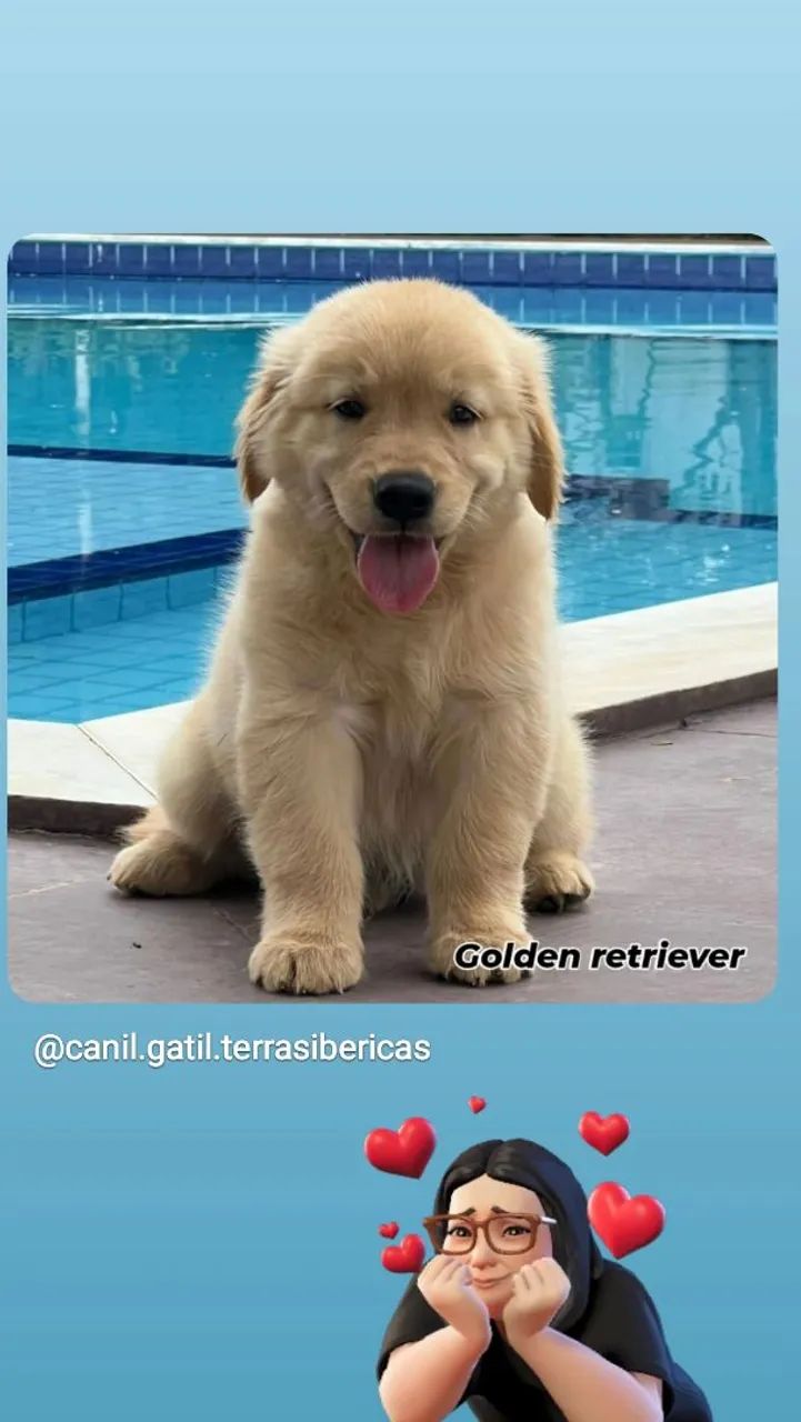 Golden retriever 