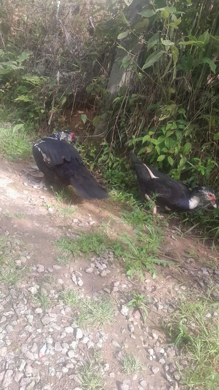 Casal de patos - Foto 4
