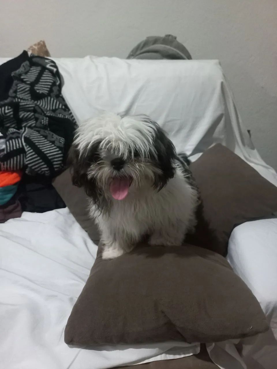 Cachorro  - Foto 2