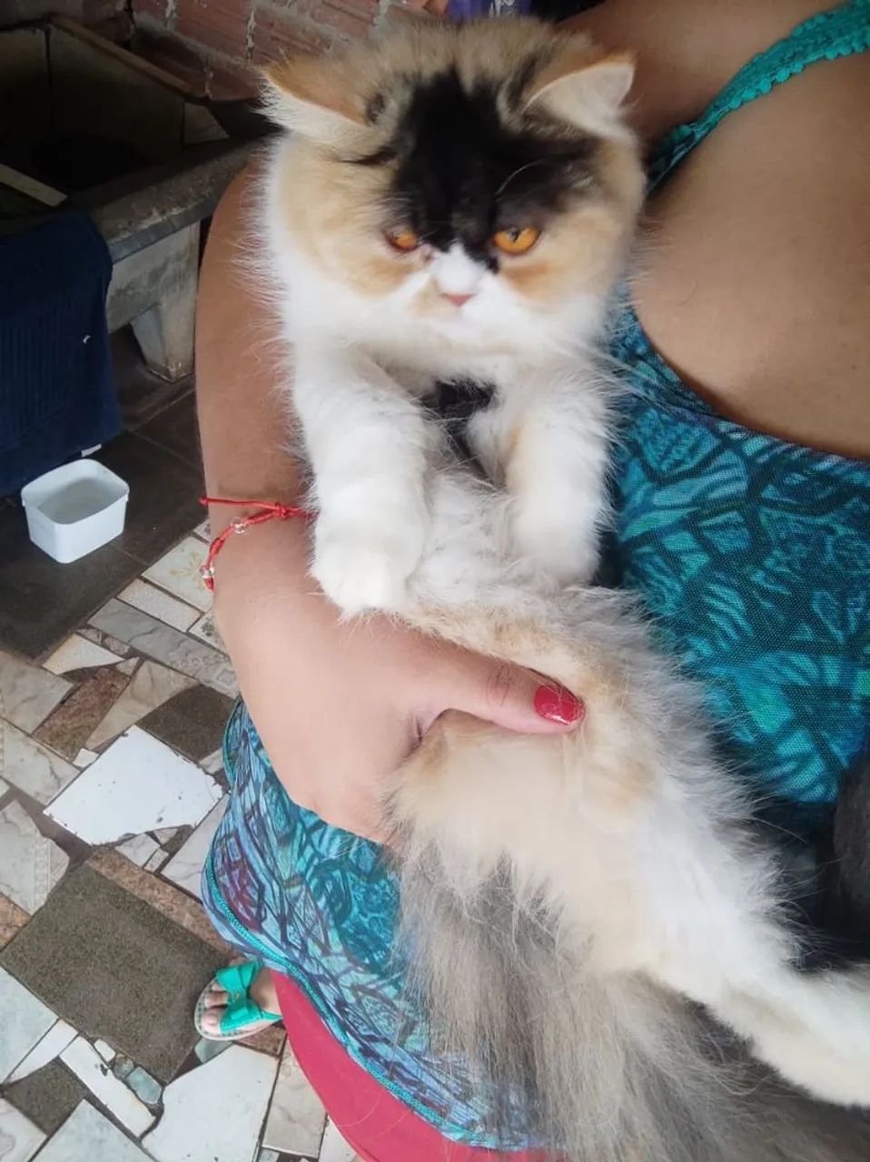 Vende gatos fêmea persa  3 cores  com 1 ano 