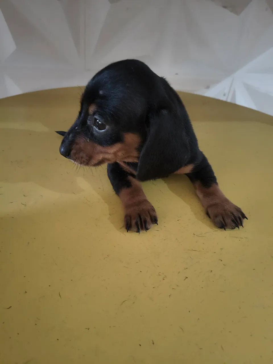 FÊMEA DASCHUND ORIGINAL  - Foto 2