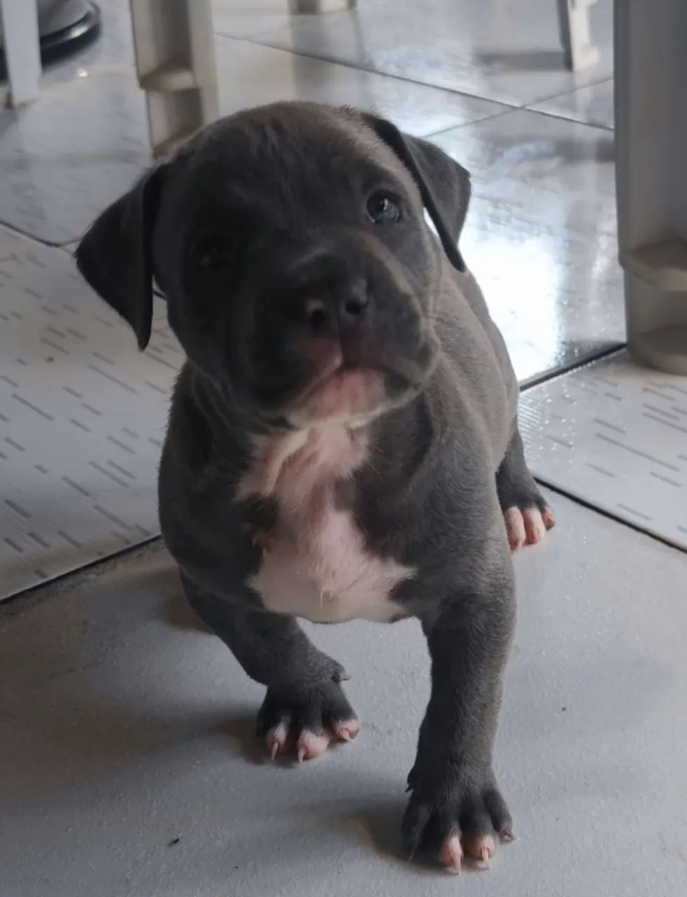 Pitbull 
